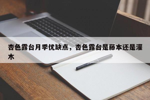 杏色露台月季优缺点，杏色露台是藤本还是灌木-第1张图片-易算准